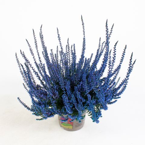 Calluna vulgaris PICASSO