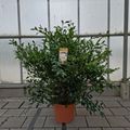 Camellia sasanqua WHITE