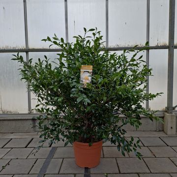 Camellia sasanqua WHITE
