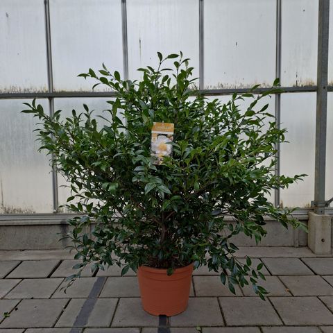 Camellia sasanqua WHITE