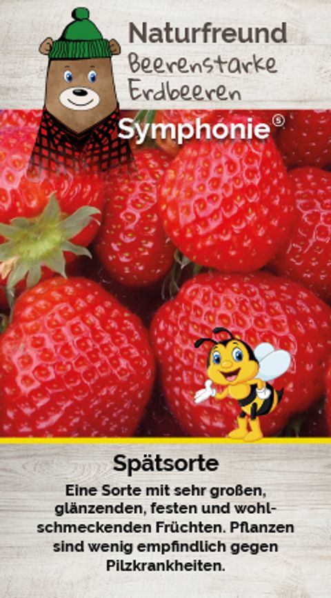 Fragaria x ananassa 'Symphony'