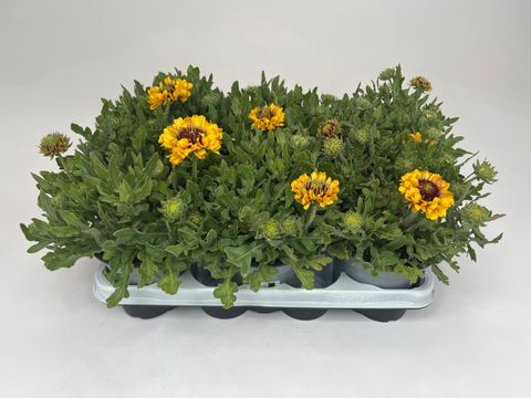 Gaillardia MIX