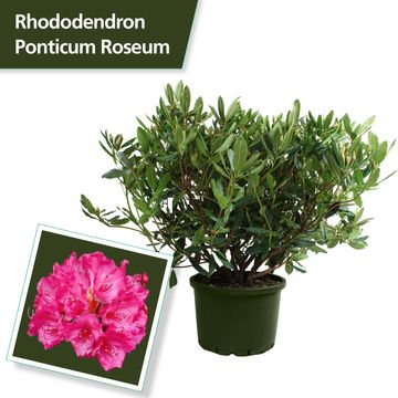 Rhododendron ponticum 'Розеум'