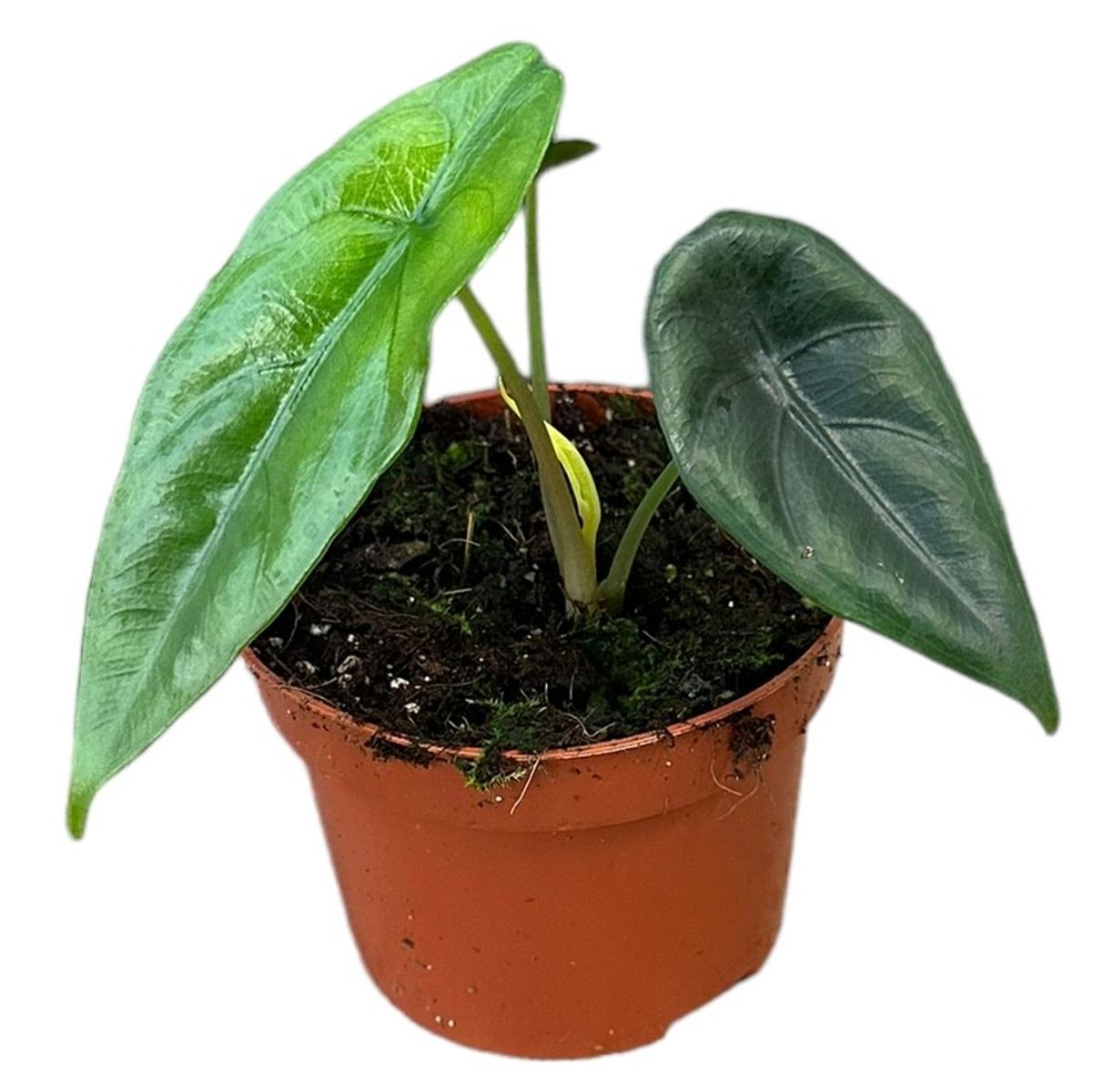 Alocasia Venusta main image 1