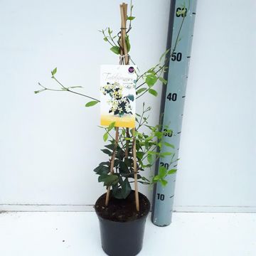 Trachelospermum jasminoides STAR OF TOSCANE
