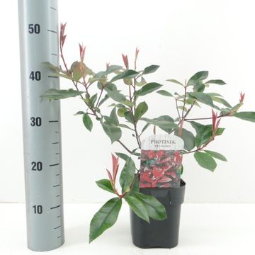Photinia x fraseri 'Red Robin'