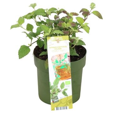 Lippia dulcis 'Colada'