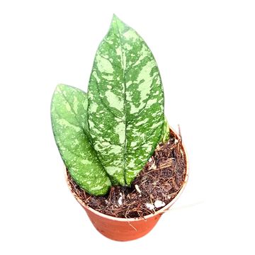 Hoya 'Crassipetiolata Splash'