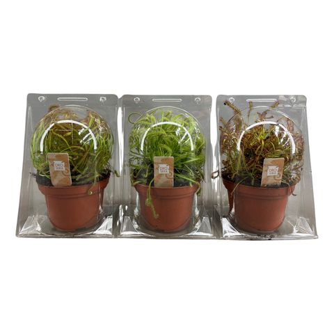 Drosera MIX