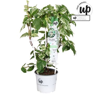 Schizophragma hydrangeoides 'Burst of Light'