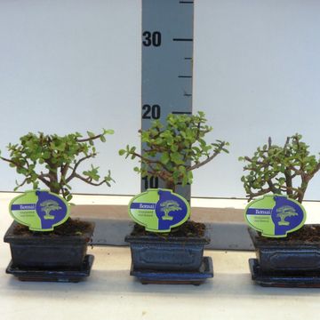 Portulacaria afra