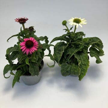 Echinacea purpurea MIX