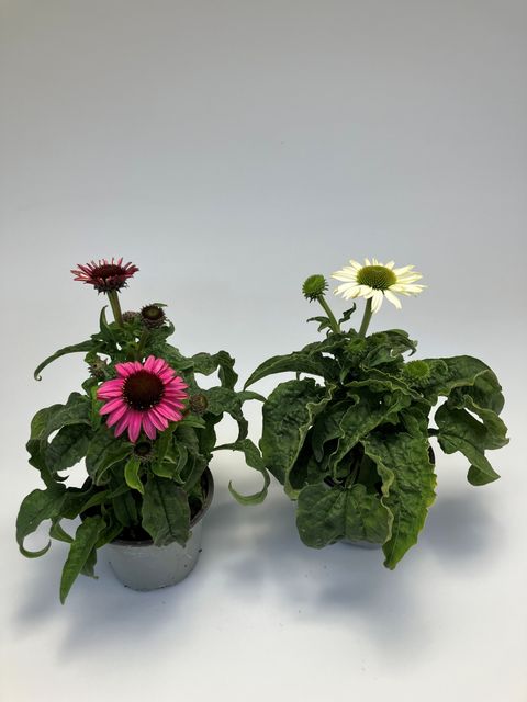 Echinacea purpurea MIX