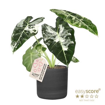 Alocasia micholitziana 'Frydek Variegata'