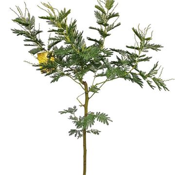 Acacia dealbata