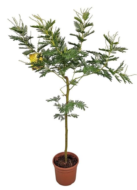 Acacia dealbata