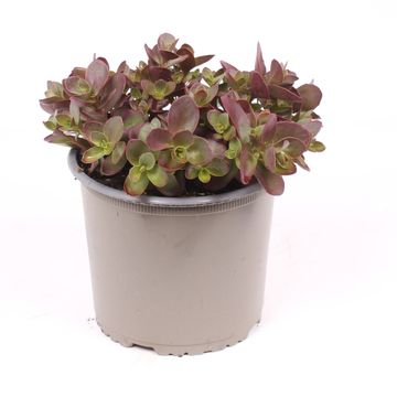 Sedum SUNSPARKLER CHERRY TART