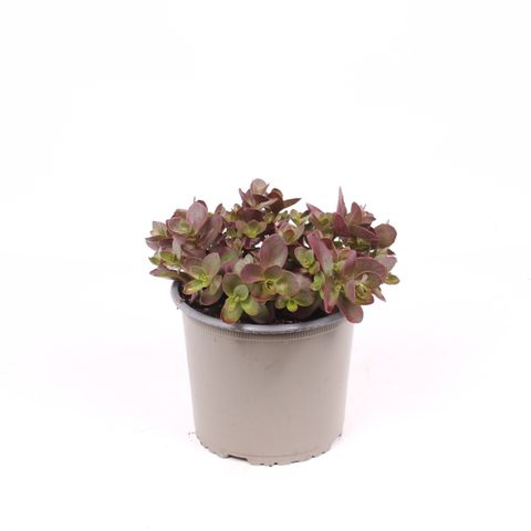 Sedum SUNSPARKLER CHERRY TART