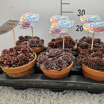 Sempervivum CHICK CHARMS MIX