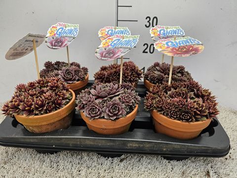 Sempervivum CHICK CHARMS MIX
