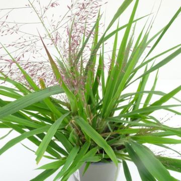 Eragrostis spectabilis