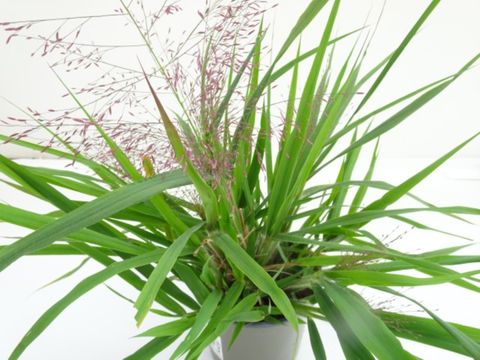 Eragrostis spectabilis