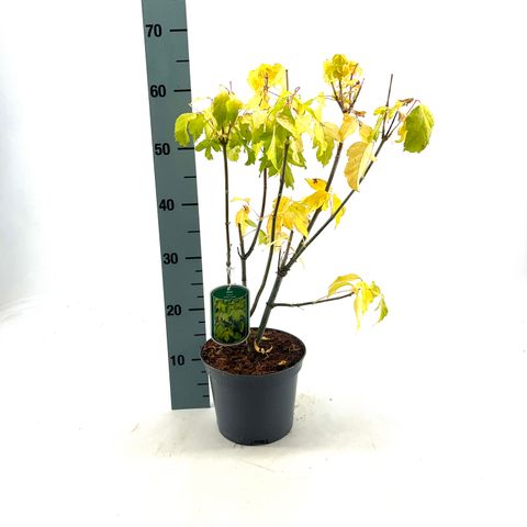 Acer negundo 'Kelly’s Gold'