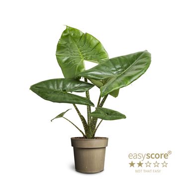 Alocasia LITTLE ZEBRINA