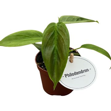 Philodendron esmeraldense