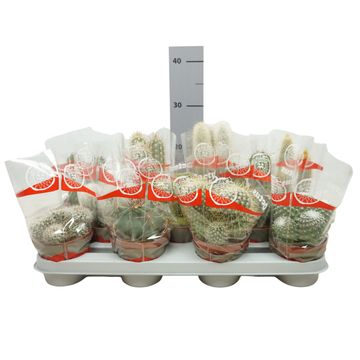Cactus MIX