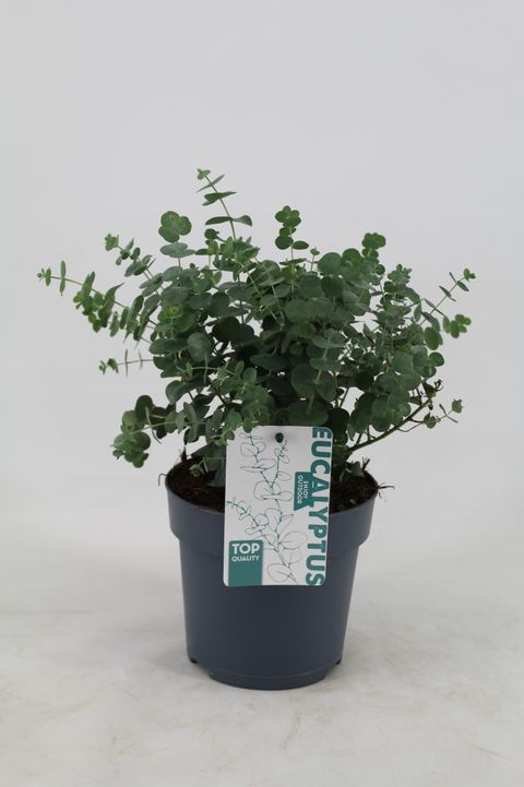 Eucalyptus pulverulenta 'Baby Blue'