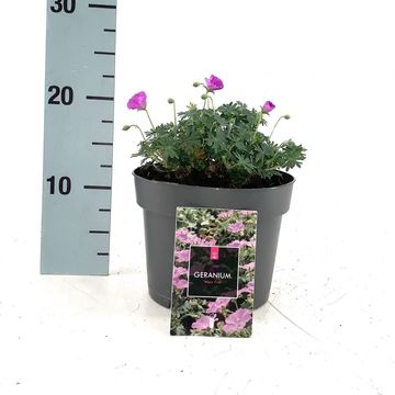 Geranium sanguineum 'Max Frei'