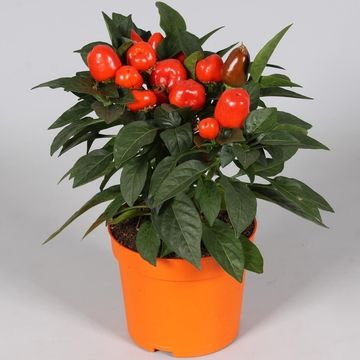 Capsicum annuum SAMBA MIX