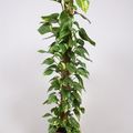 Epipremnum aureum