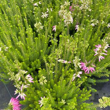 Erica verticillata