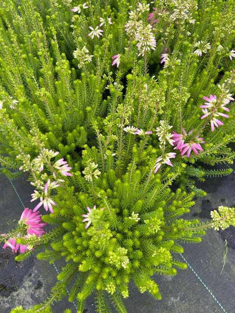 Erica verticillata