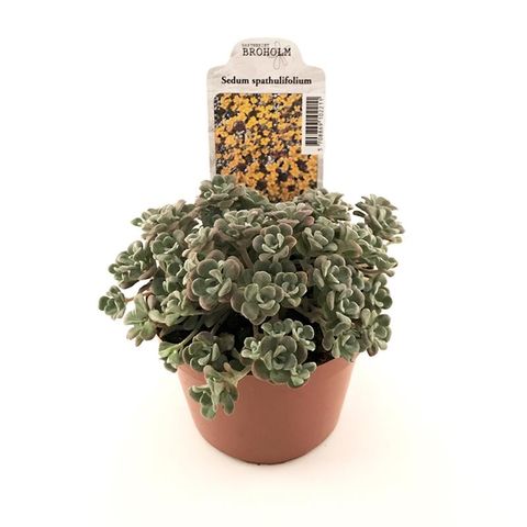 Sedum spathulifolium