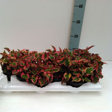 Houttuynia cordata 'Chameleon'