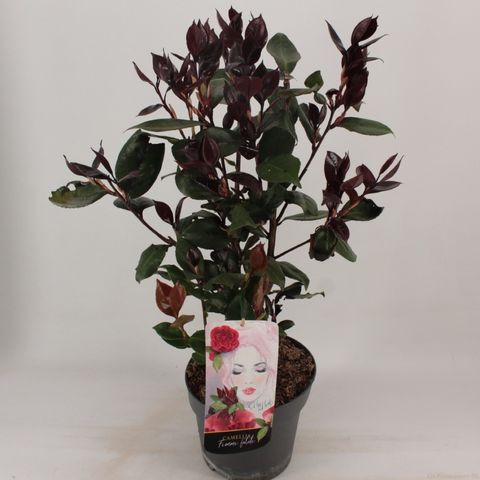 Camellia japonica FEMME FATALE