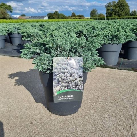 Juniperus squamata 'Blue Star'
