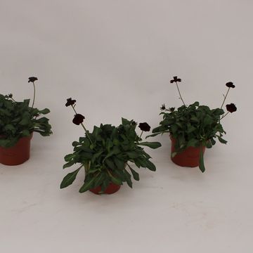 Cosmos atrosanguineus CHOCAMOCHA