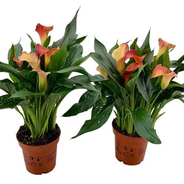 Zantedeschia 'Qatar'