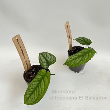 Монстера. siltepecana 'El Salvador'