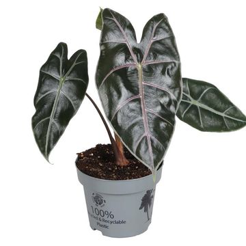 Alocasia longiloba 'Purple Vain'