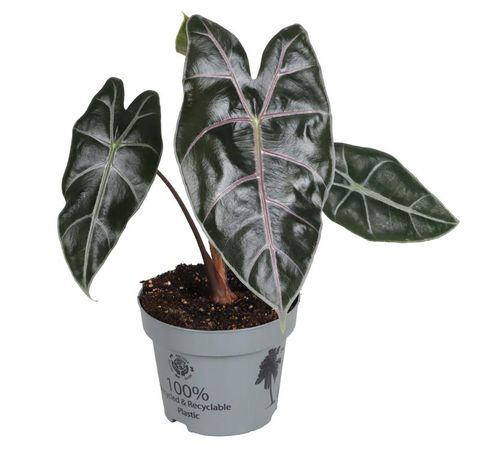 Alocasia longiloba 'Purple Vain'