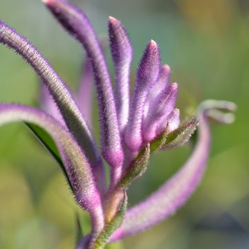 Anigozanthos 'Purple Carnivale'