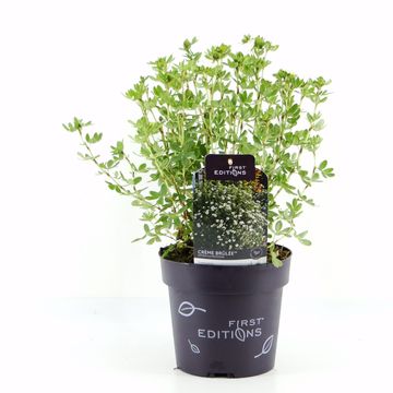 Potentilla fruticosa CRÈME BRULÉE