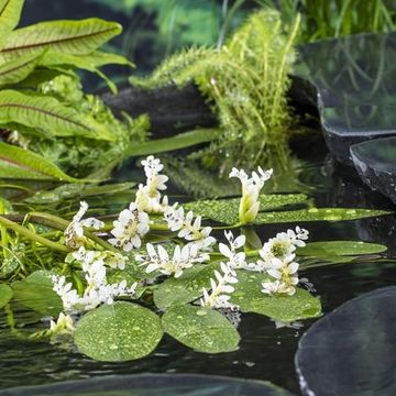 Aponogeton distachyos