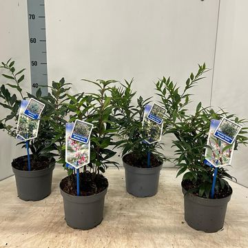 Sarcococca hookeriana MIX