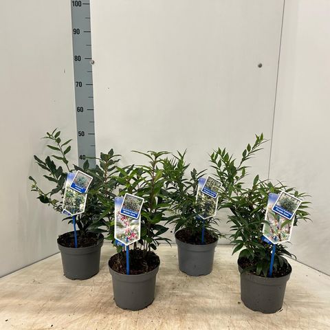 Sarcococca hookeriana MIX